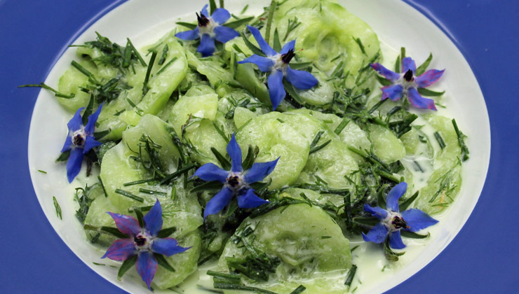 rezept gurkensalat mit borretsch