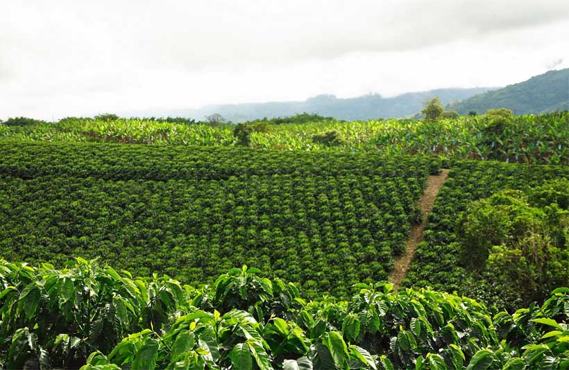 Kaffee-Plantage-Kolumbien
