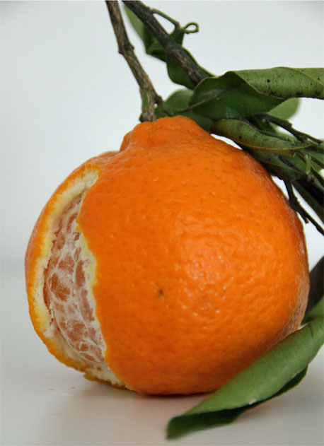 mandarine clementine unterschied