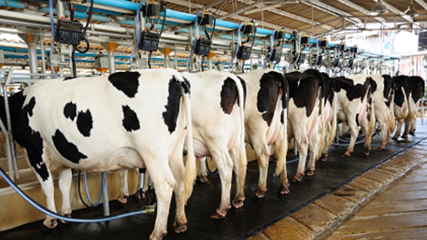 Die Milch macht’s - US-Studie: Pasteurisierte Milch ist krebserregend