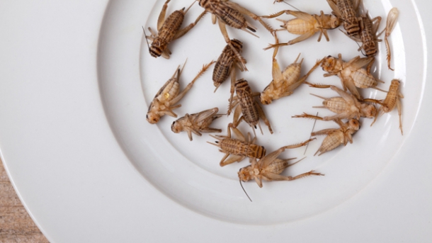 Dschungelcamp: Insekten und Würmer als Nahrungsmittel der Zukunft