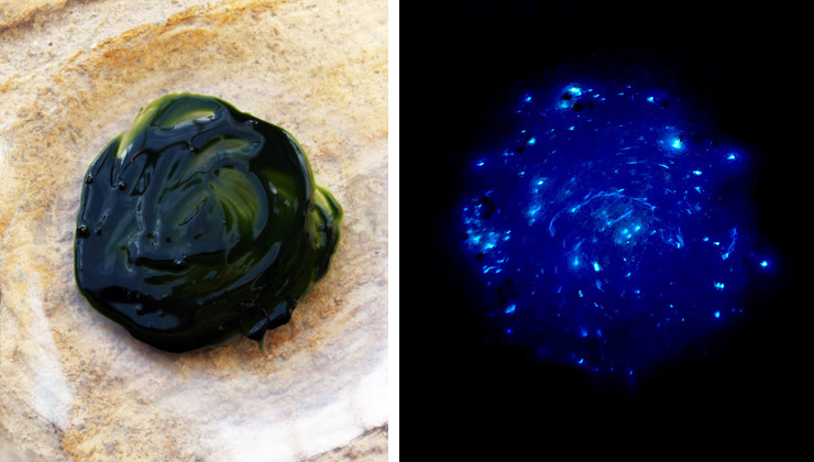plankton fluoreszierende krebse