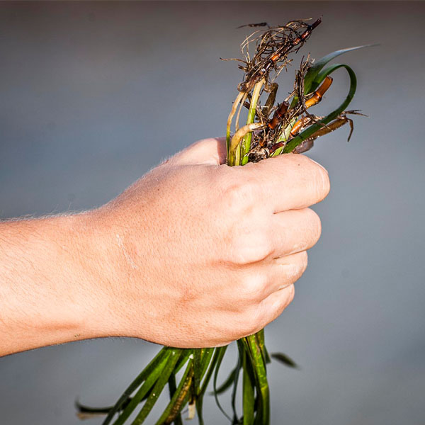 zostera marina meeresgetreide aponiente