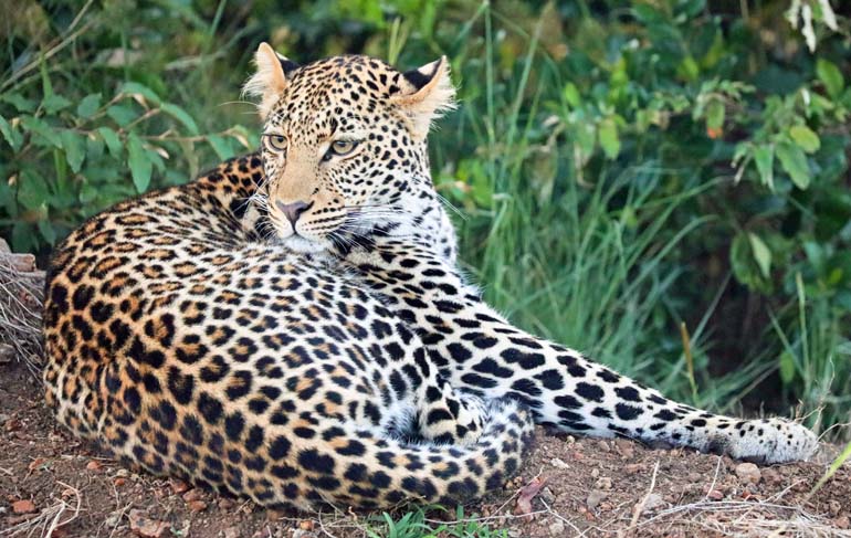 Leopard