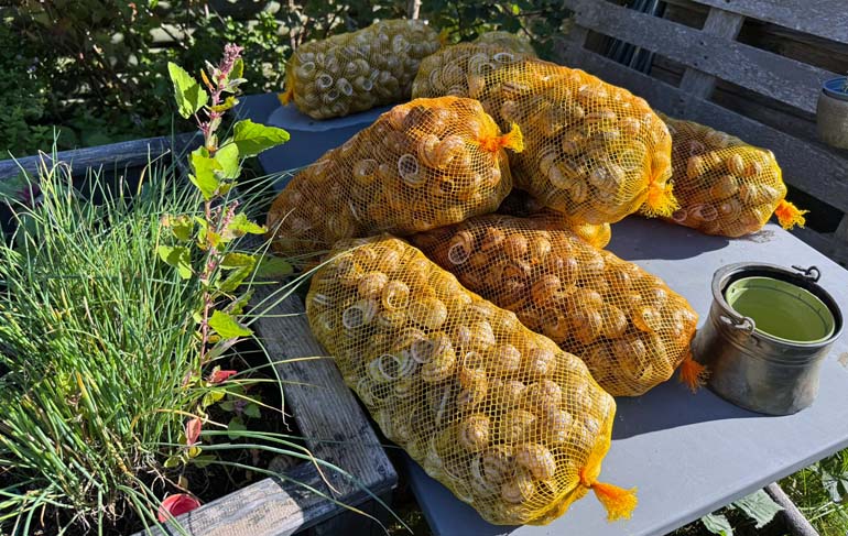 Schneckenzucht