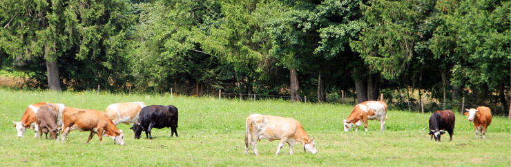 wagyu tegyu buchberghof