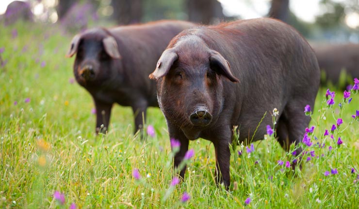 Iberisches Schwein   Pata Negra