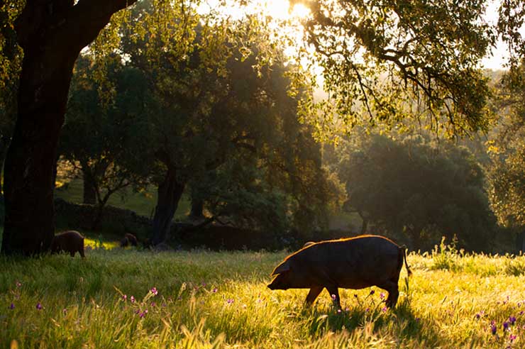 iberisches schwein jamon iberico