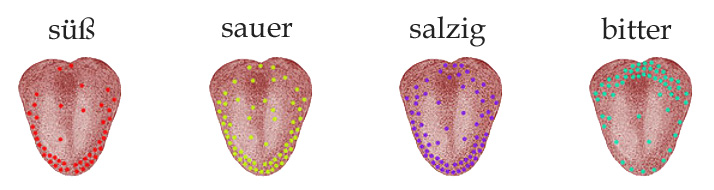 geschmackszonen der zunge
