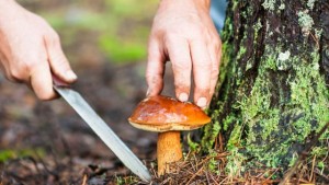 Pilzvergiftungen nehmen bundesweit zu