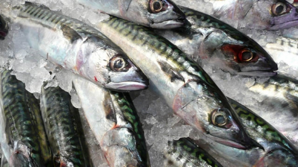 Vorschläge der EU-Kommission zur Reform der Gemeinsamen Fischereipolitik