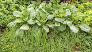 Top 5 der Wiesenkräuter