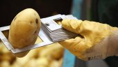Wie viel Arbeit in einer Kartoffel steckt