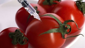 Entscheidung zum nationalen Anbauverbot von Gentechnikpflanzen