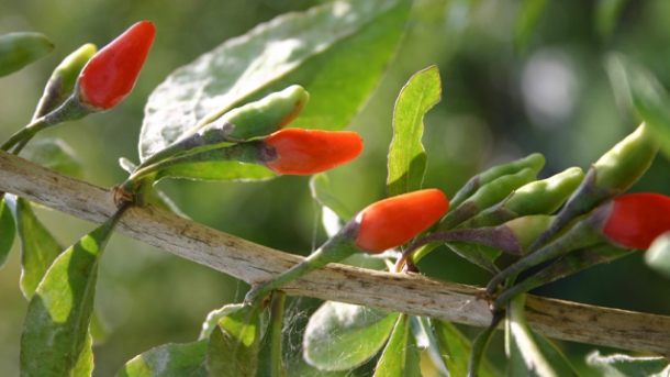 Goji-Beere – Jungbrunnen aus Fernost?