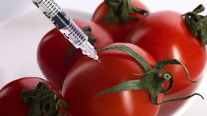 Gentechnik: Der Weg zum nationalen Anbauverbot ist bereitet