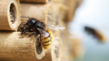 Was jeder selbst gegen das Bienensterben tun kann