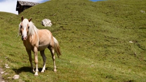 Pferdefleisch-Boom – Dank des Skandals kehrt das Pferd auf den Teller zurück