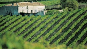 Cognac – Warme Farben und edle Tropfen