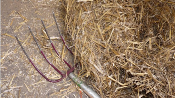 Erhebliche Ernteeinbußen durch schlechtes Wetter