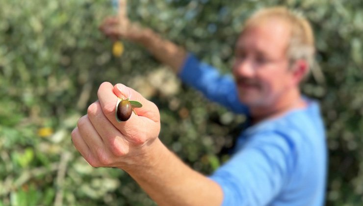 Olivenöl – Flüssiges Gold des Mittelmeerraums