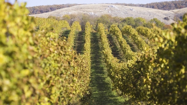 Gute Weinernte 2013 trotz schwieriger Witterungsbedingungen