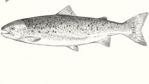 Die Zahl der Woche - 29