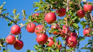 Die Zahl der Woche: 36,8