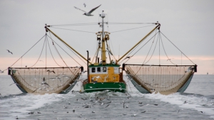 Fischereiminister beschließen Fangquoten für 2013