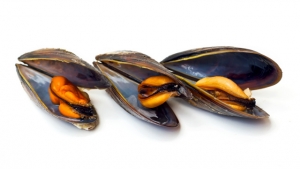 Wann darf man Muscheln essen