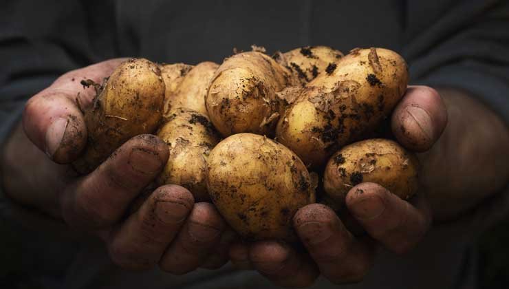 Warenkunde Kartoffeln – Richtig kochen, stampfen, braten