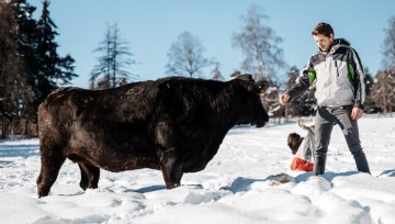 Wagyus in der Bergwelt: „Die Natur spielt die größte Rolle“