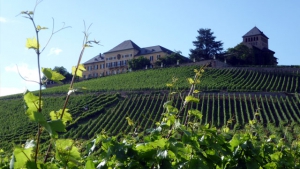 Weinlese 2012: Deutsche Winzer rechnen mit einem hochwertigen Jahrgang