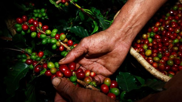 Kaffee aus Kolumbien - Was den Hochlandkaffee so besonders macht