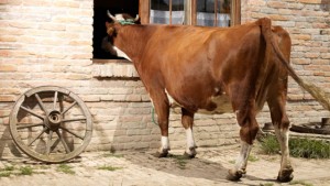 Die Zahl der Woche: 13.156