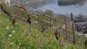 Kräuter, die im Weinberg wachsen