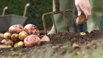 Der Kartoffelkalender – wann gibt es welche Kartoffeln?