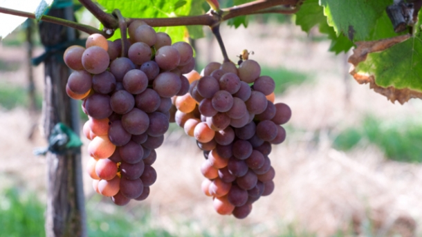 Was heißt eigentlich Biowein