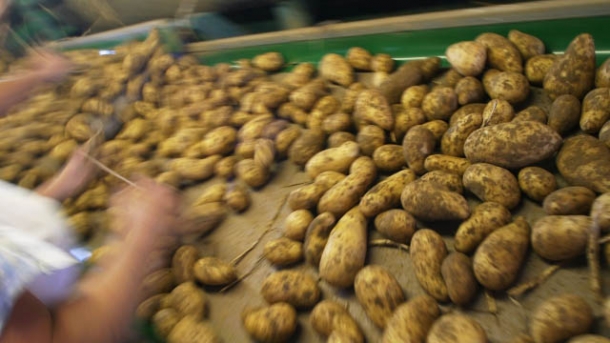 Kartoffelernte 2013 liegt weit unter Durchschnitt 
