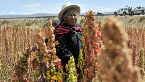 Amaranth – das Powerkorn