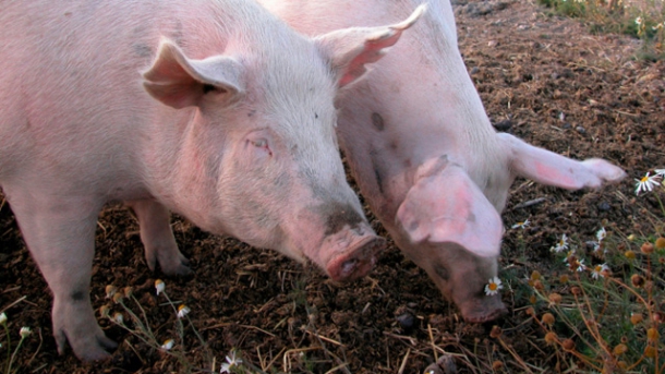 Afrikanische Schweinepest in der Ukraine