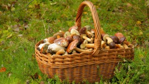 Pilze sammeln: Tipps und Regeln