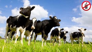 Erst teilen, dann essen – Crowdbutchering