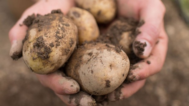 Wie man gute Kartoffeln erkennt