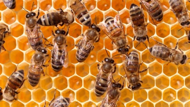 Bienen wichtig für die Wirtschaft
