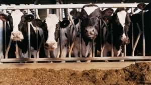 Skandal um vergifteten Futtermais weitet sich aus