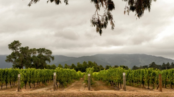 Weinland Neuseeland – Pinot Noir auf dem Vormarsch
