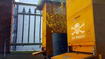 Honig im Topf - Bienenrettung à la St. Pauli