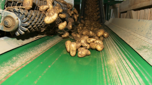 Kartoffelernte 2012 ist rückläufig