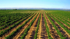 Spanien hat mehr zu bieten als Rioja – Die Weinregion D.O. Rueda